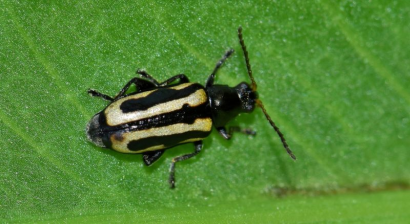 /ARSUserFiles/60320500/flea beetle.png